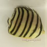 Eight Banded Butterflyfish  (Chaetodon octofasciatus )
