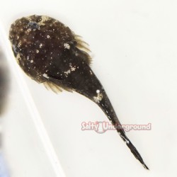 Clingfish Goby