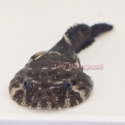 Clingfish Goby