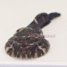 Clingfish Goby