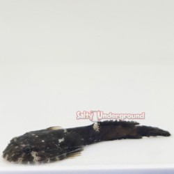Clingfish Goby