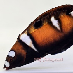 Juvenile Formosa Clown...