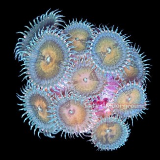 Salty Underground: Multicolored Palythoa