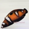 Juvenile Formosa Clown Wrasse (Coris formosa)