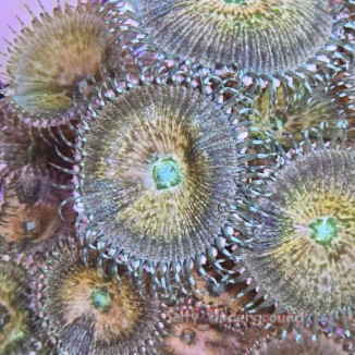 Salty Underground: Multicolored Palythoa