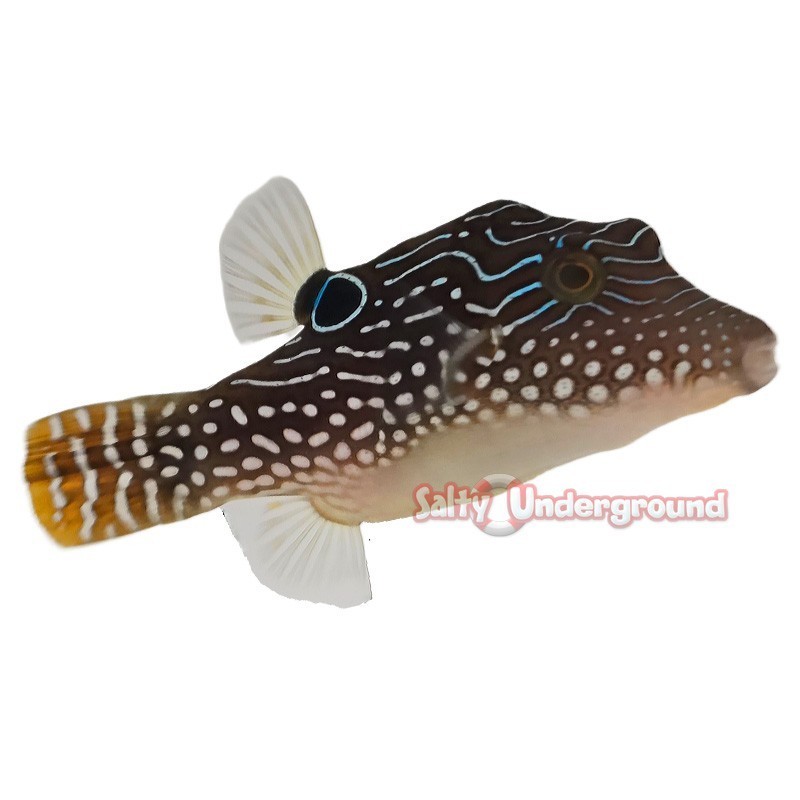 Salty Underground: Pearl Toby Puffer (Canthigaster margaritata)