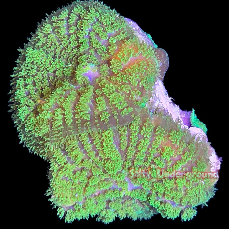 Neon Green Rhodactis Mushroom 1-2 Polyps
