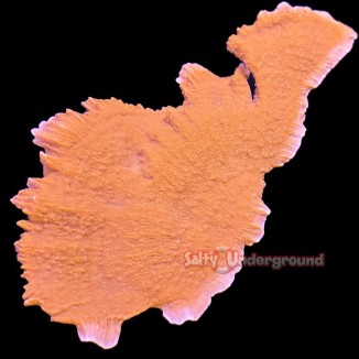 Salty underground: Highlighter Montipora