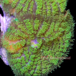 Neon Green Rhodactis Mushroom 1-2 Polyps