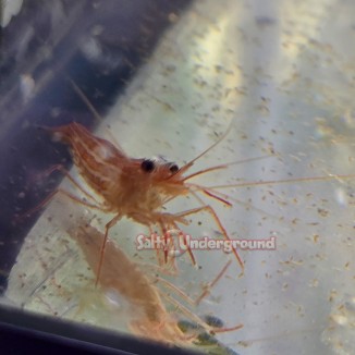 Salty Underground: Anemone Shrimp (Periclimenes Holthuisi)