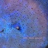 True Blue Discosoma Mushroom
