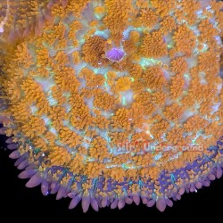 Superman Rhodactis Mushroom...