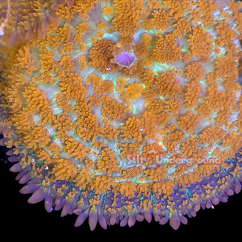 Superman Rhodactis Mushroom 1-2 polyps