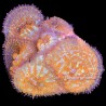 Superman Rhodactis Mushroom 1-2 polyps