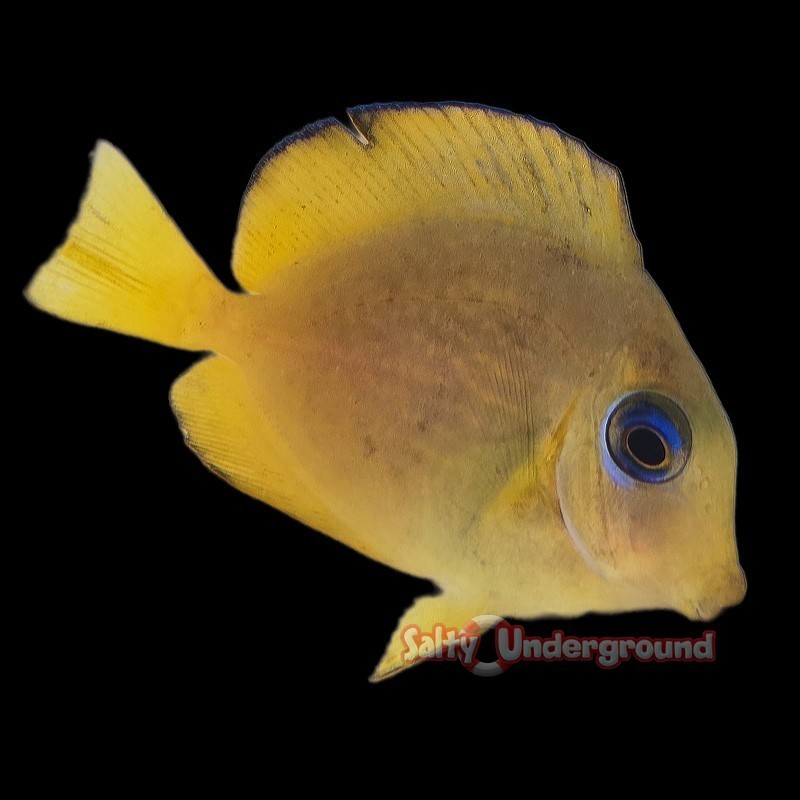 Salty Underground: Atlantic Blue Tang (Caribbean Tang)