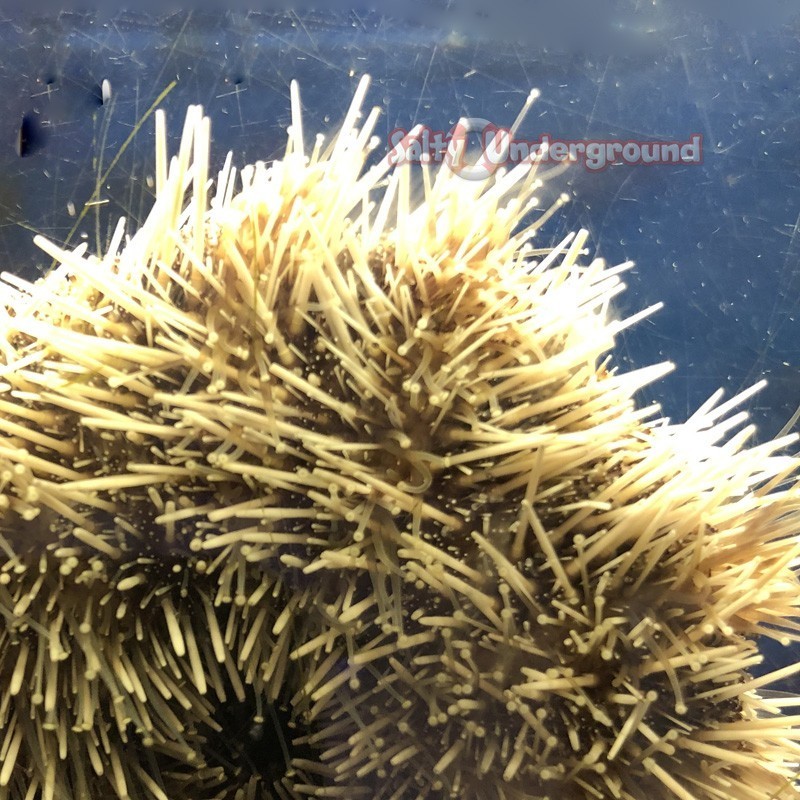 Salty Underground: West Indian Egg Collector Urchin (Large)