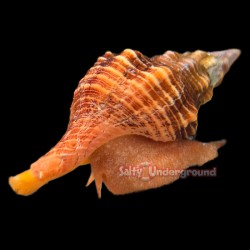 Horse Conch