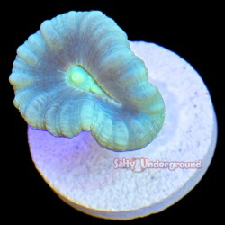Turquoise Candy Cane 1 Head