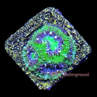 Salty Underground: Toxic Cloud Blastomussa