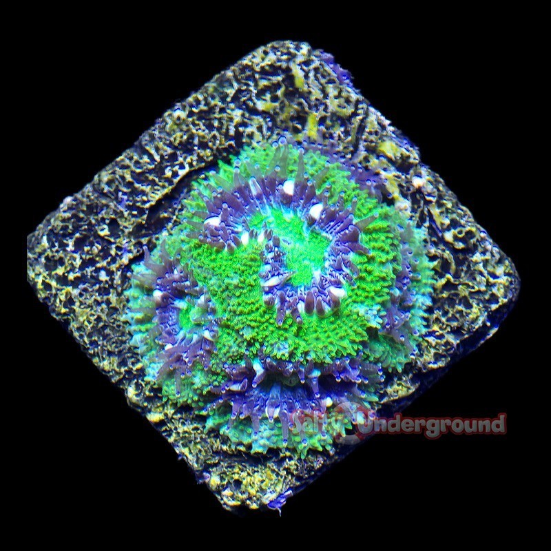 Salty Underground: Toxic Cloud Blastomussa