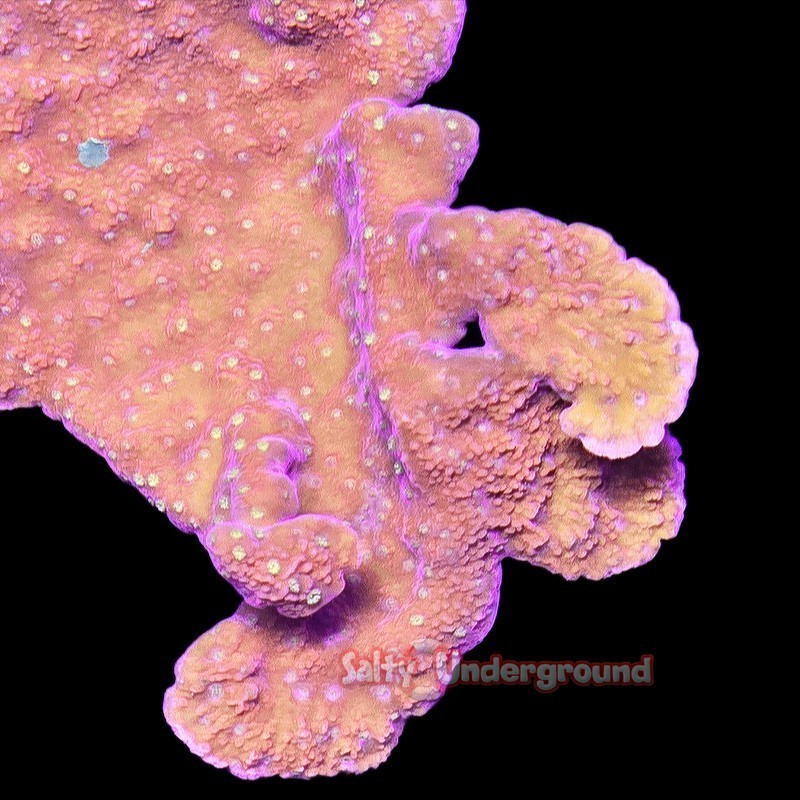 Salty Underground: Setting Sun Montipora