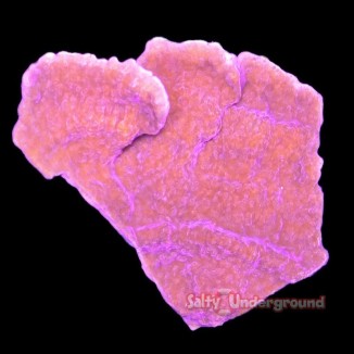 Salty Underground: Brick Red Montipora 1-2 Inches