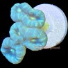 Turquoise Candy Cane 2-4 Heads