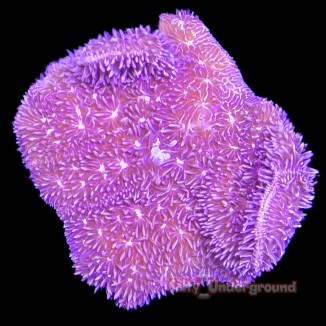 Salty Underground: Purple Pavona 1 inch frag