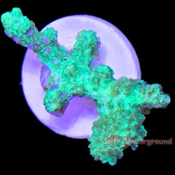 Green Glow Stick Hydnophora