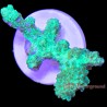 Green Glow Stick Hydnophora