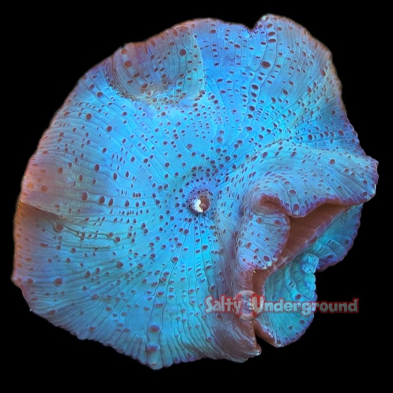 True Blue Discosoma Mushroom