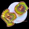 Palythoa Grandis 1-2 Polyp