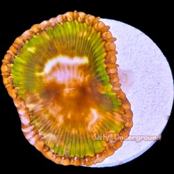 Palythoa Grandis 1-2 Polyp