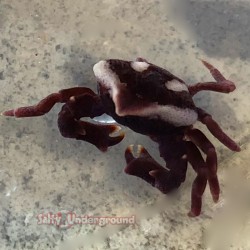 Urchin Crab (Echinoecus pentagonus) 2