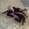 Urchin Crab (Echinoecus pentagonus) 2