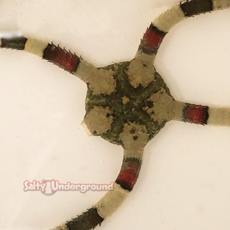 Salty Underground: Brittle Starfish Zebra - Red