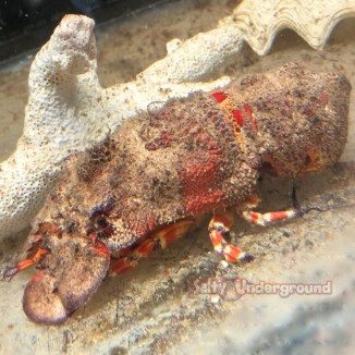 Salty Underground: Shovel Nose Lobster: East Americas-Orange