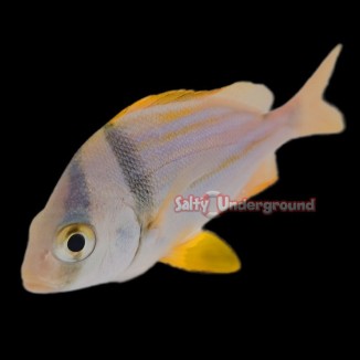 Porkfish – Hardy, Active Reef Fish for Aquariums