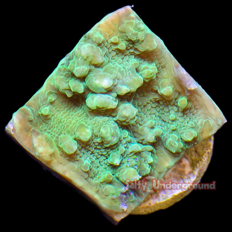 Fluorescent Green Chalice Plug