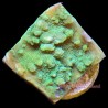 Fluorescent Green Chalice Plug