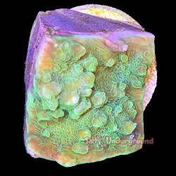 Fluorescent Green Chalice Plug