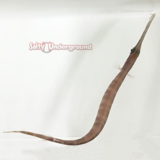 Salty Underground: Trumpet Fish (Aulostomus chinesis)