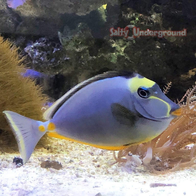 Salty Underground: Orange Spine Naso Tang (Naso lituratus)  2-3 inches