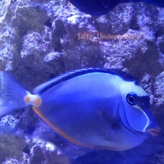 Salty Underground: Orange Spine Naso Tang (Naso lituratus)  2-3 inches