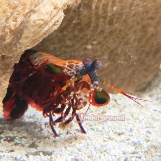 Salty Underground: Peacock Mantis Shrimp