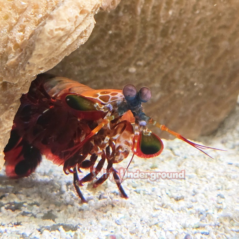 Salty Underground: Peacock Mantis Shrimp