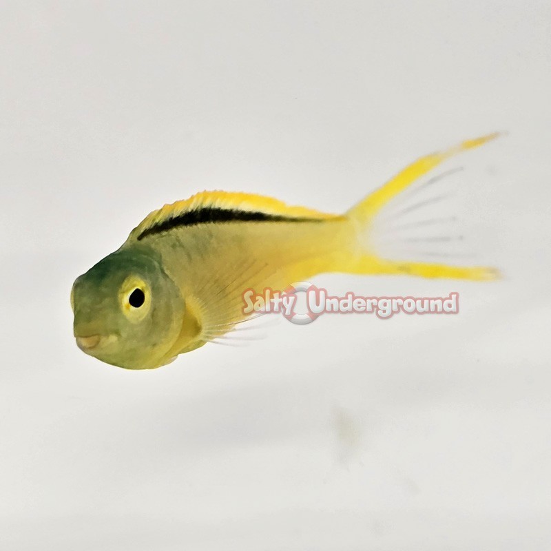 Salty Underground: Green Canary Blenny (Meiacanthus tongaensis)