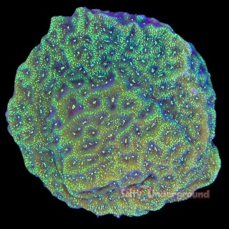 Salty Underground: Northern Lights Leptoseris TSA