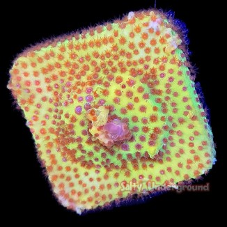 Salty Underground: Burning Banana Stylocoeniella