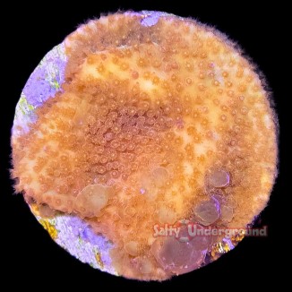 Salty Underground: Tangerine Stylocoeniella